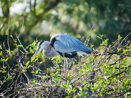 Great Blue Heron #5
