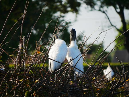 Wood Stork #23