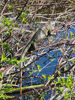 Iguana #3