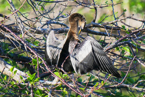 Anhinga #10