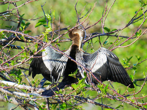 Anhinga #11