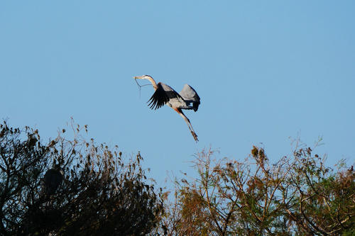 Nest improvement project #4