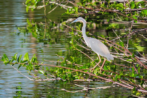 Egret or heron #4