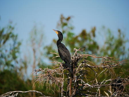 Common Moorhen #2
