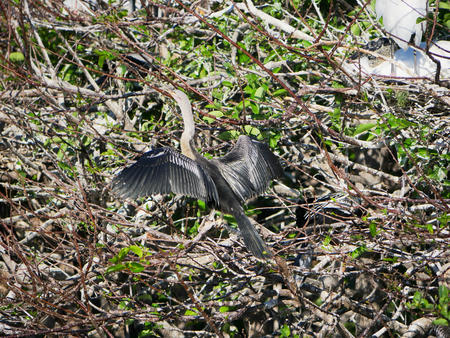 Anhinga #12