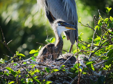Young Great Blue Heron