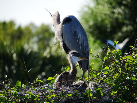 Young Great Blue Heron #2