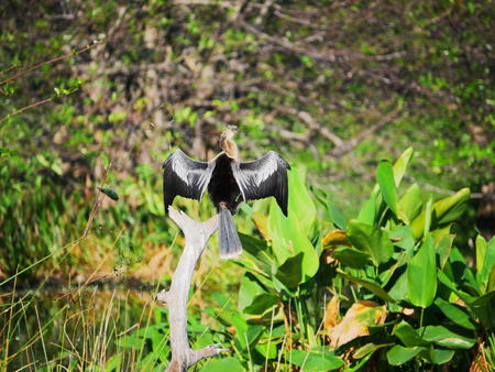 Anhinga #13
