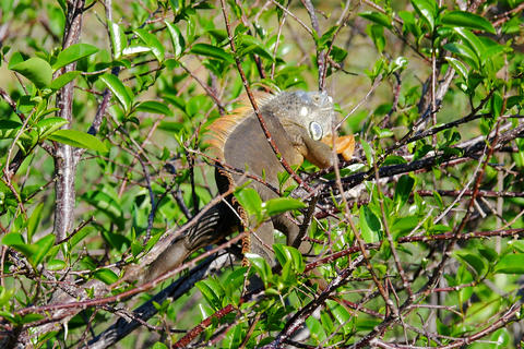 Iguana #4