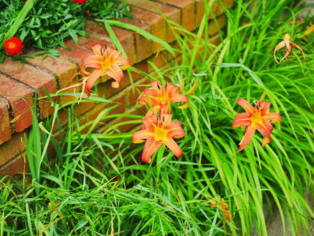 Day lilies