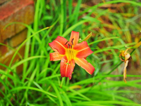 Day lily