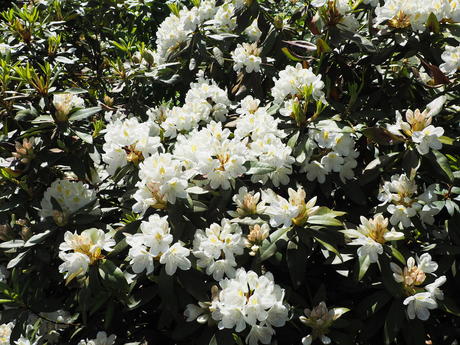Rhododendron