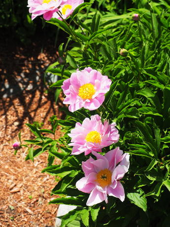 Japanese peony