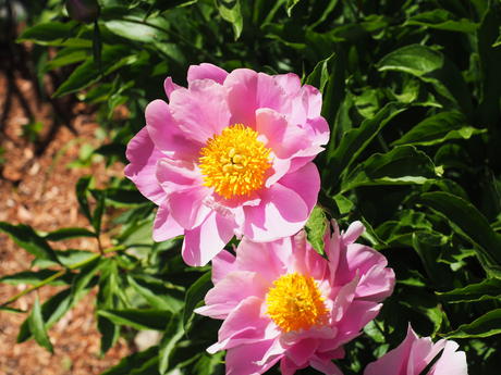 Japanese peony #2