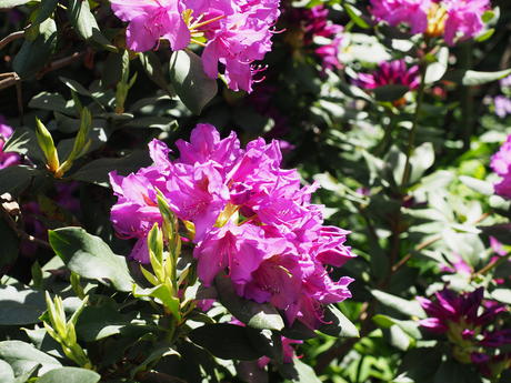 Rhododendron #3