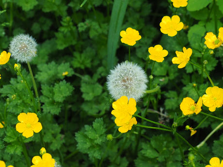 Dandelion and buttercup