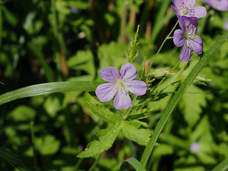Wild Geranium #2