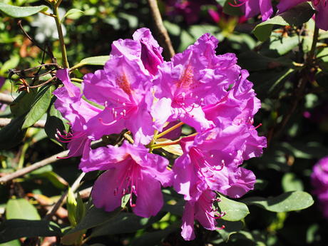 Rhododendron #5