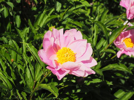 Japanese peony #3