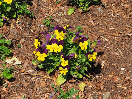 Pansies