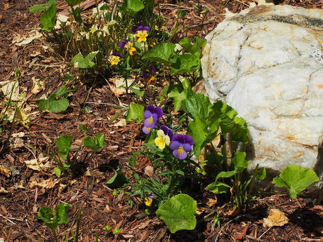 Pansies #2