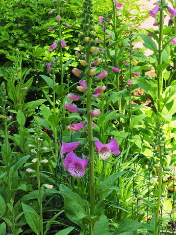 Foxglove #2