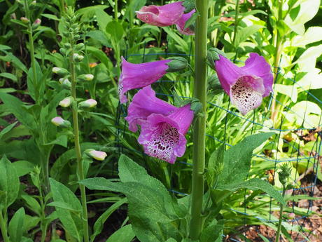 Foxglove #3