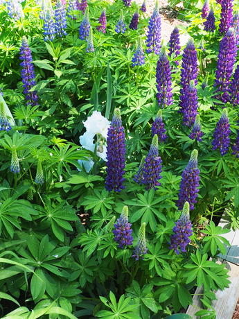 Lupines
