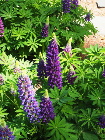 Lupines #4