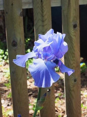 Iris #5