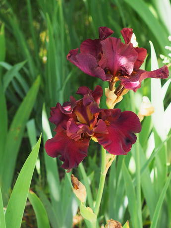 Iris #7