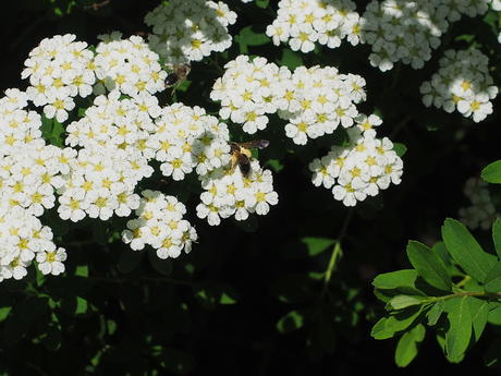 Wild roses and flying insect