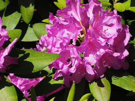 Rhododendron #8