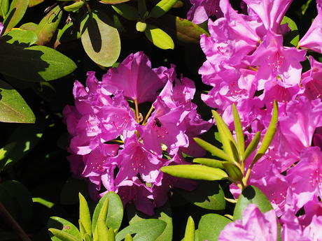 Rhododendron #9