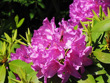 Rhododendron and flying insect #3
