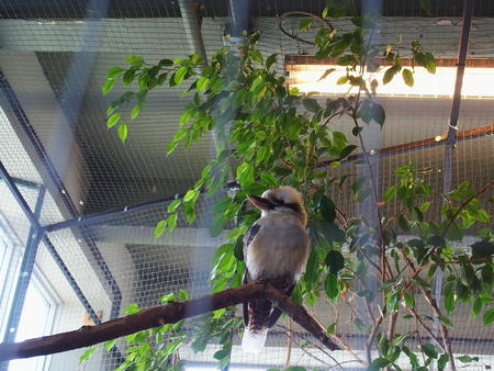Laughing Kookaburra