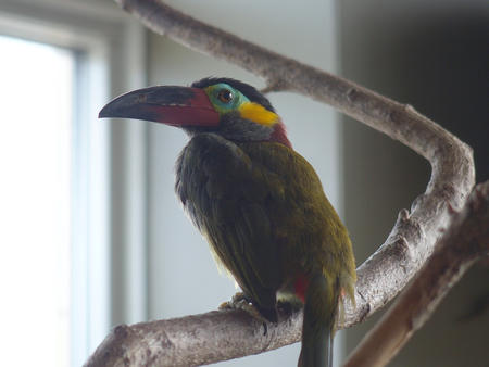 Green Aracari