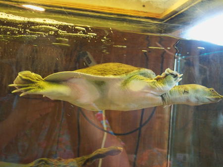 Chinese softshell turtle