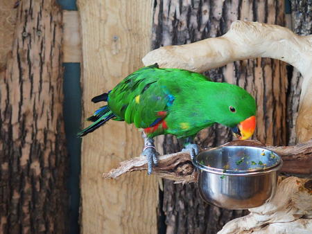 Eclectus Parrot