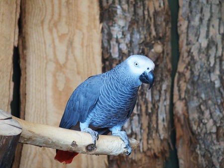 Bird (Parrot or Macaw?)