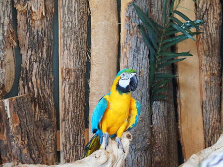 Blue and Gold Macaw