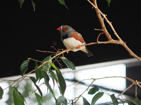 Zebra finch
