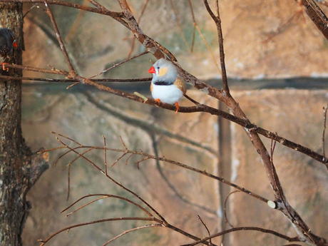 Zebra finch #2