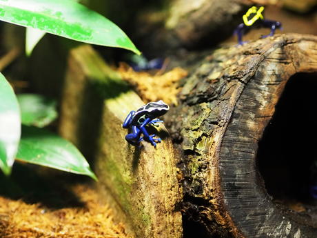 Poison Dart Frog