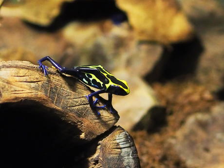 Poison Dart Frog #3
