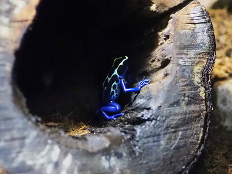 Poison Dart Frog #4