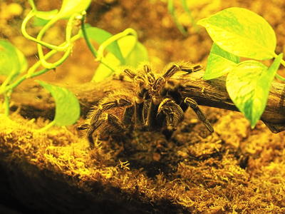 Brazilian Salmon Pink Bird-eating Tarantula