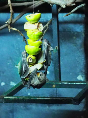 Egyptian Fruit Bats #2