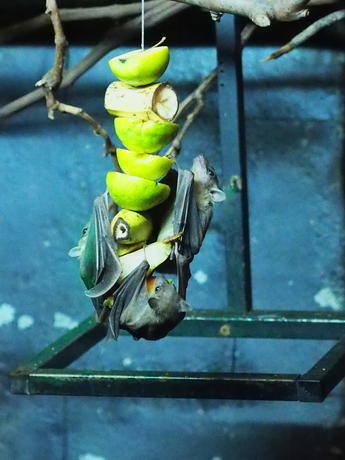 Egyptian Fruit Bats #3