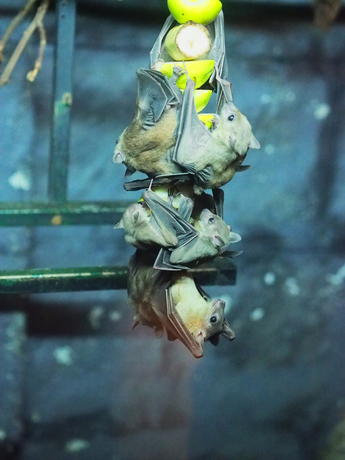 Egyptian Fruit Bats #5